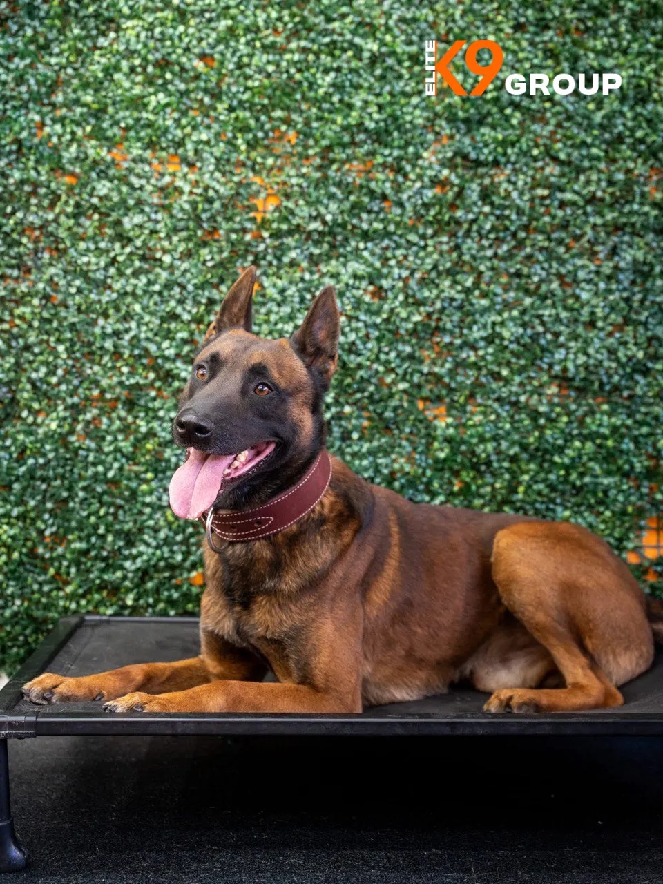 Belgian Malinois Dogs For Sale California Los-Angeles Male Berry Best treiner k9 protection dog