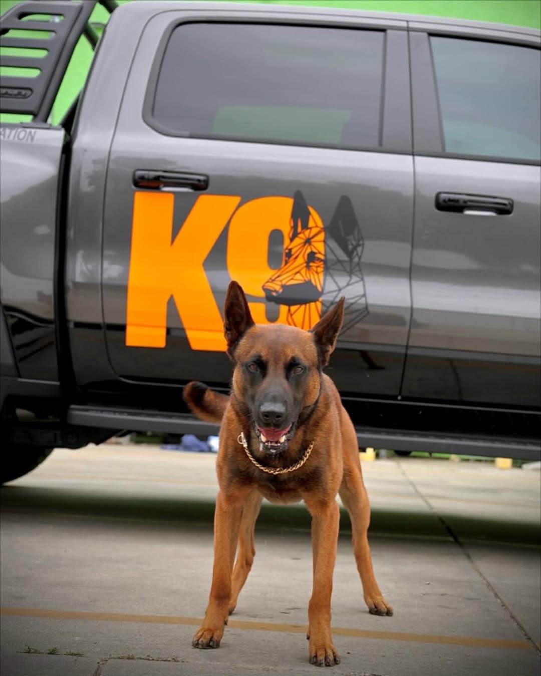 Protection dog myths and facts