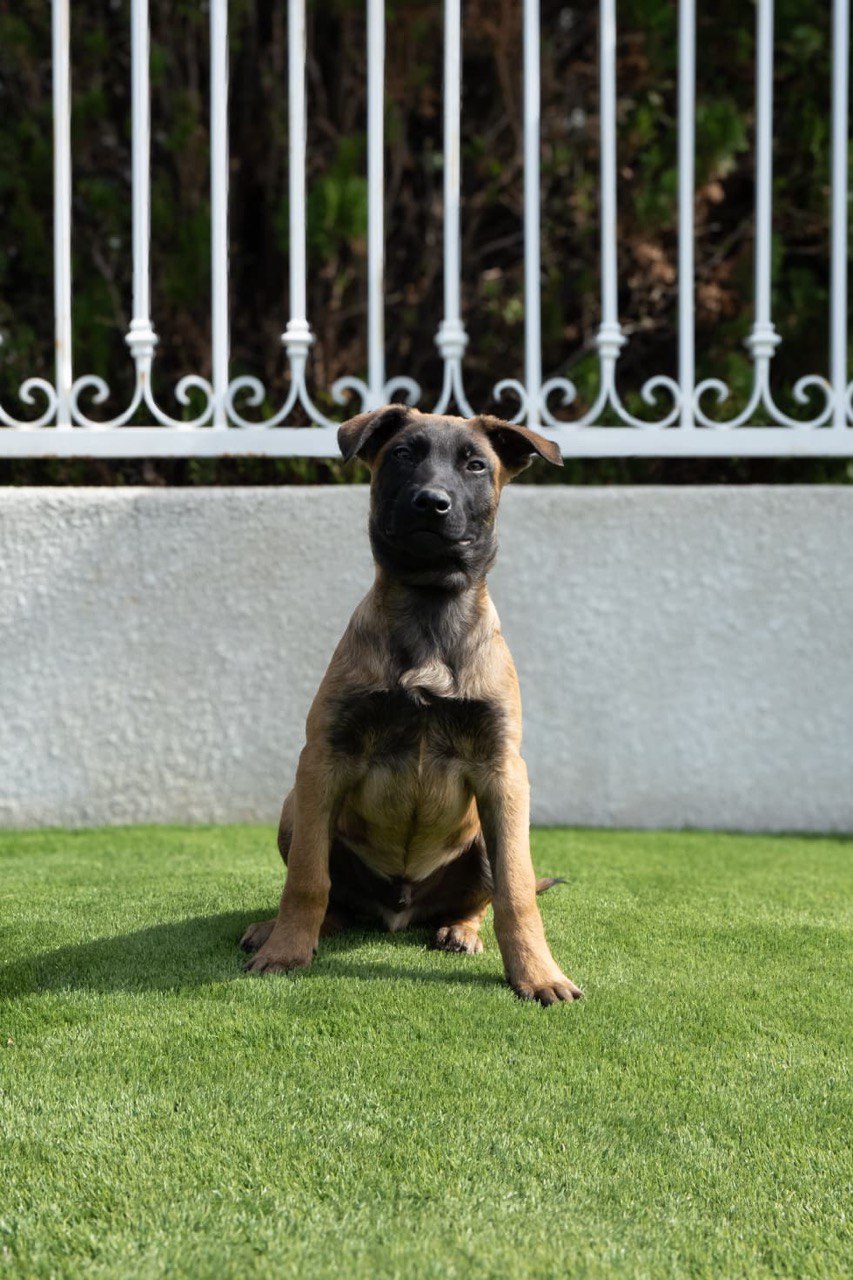 Bella - Female German Shepherd / Malinois