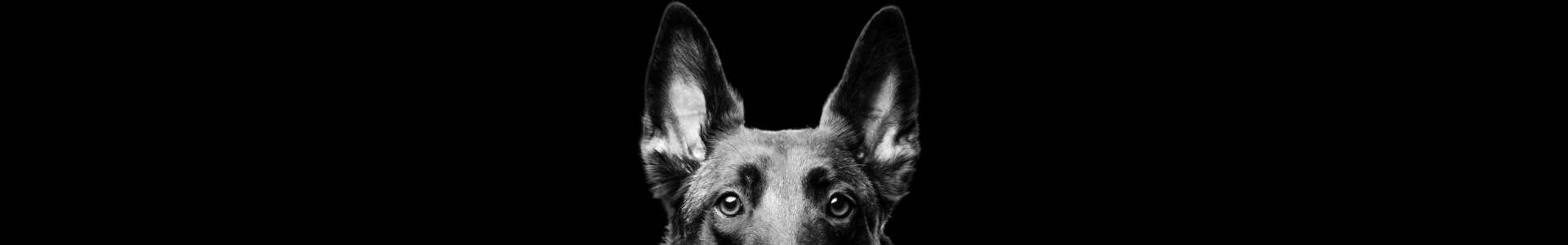 Contact Elite K9
