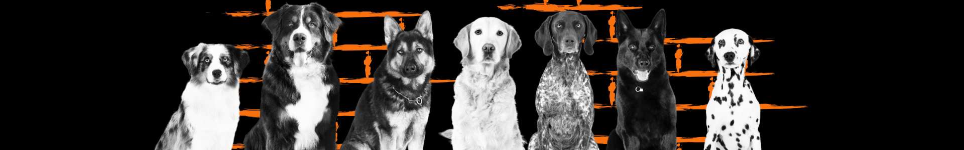 Contact Elite K9